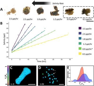 Advancing the coral propagation toolkit via hypersalinity induced coral micropropagates